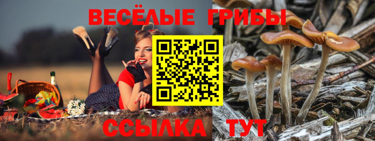 Галлюциногенные грибы Psilocybe  Кандалакша 